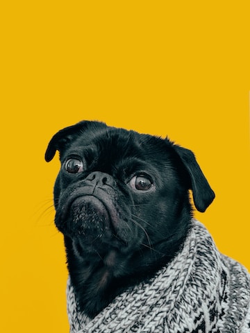 мопс