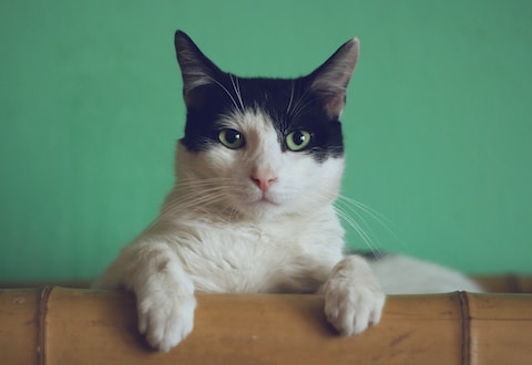котик